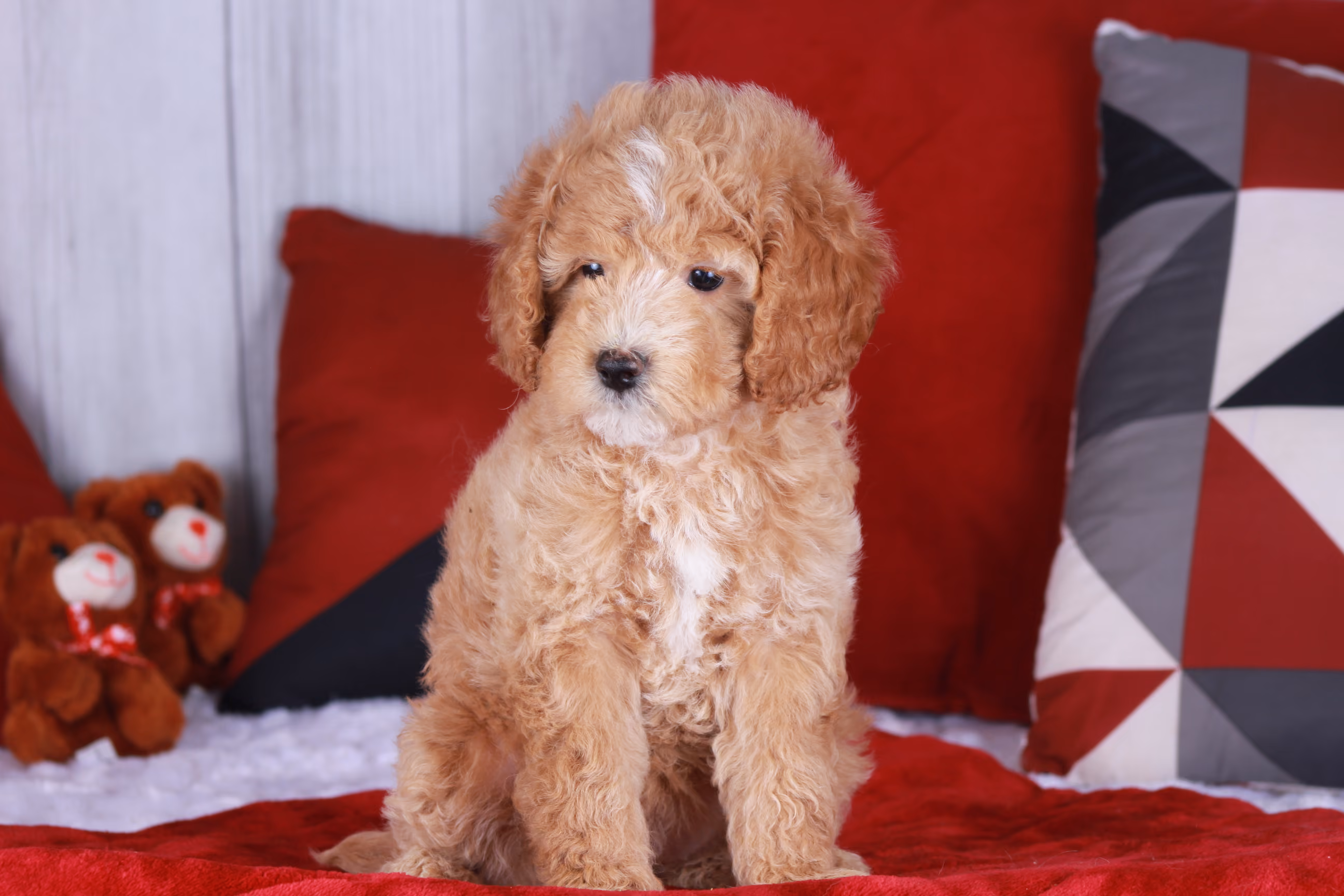 Dolly