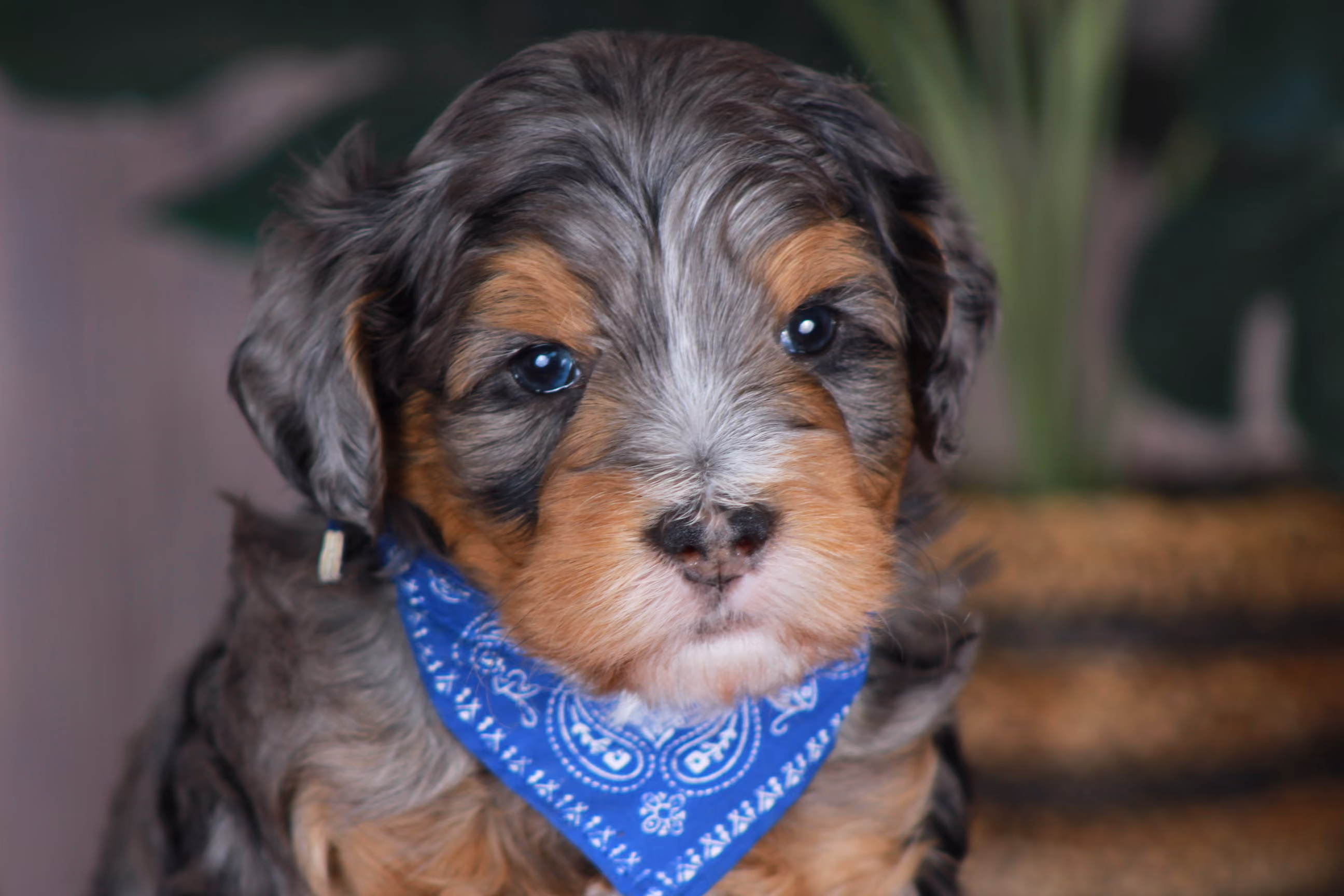 Previous puppy, Spring 2026