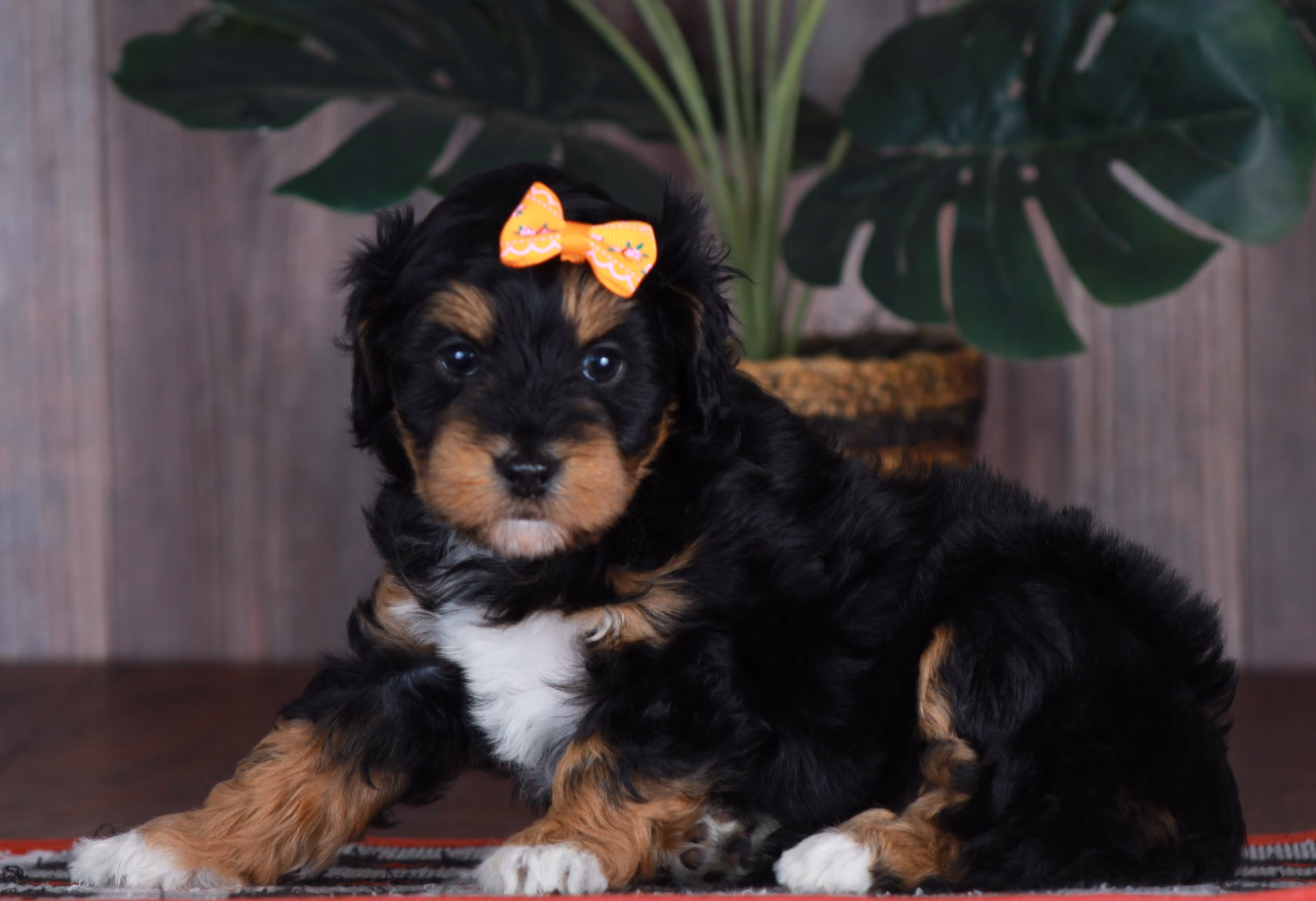 Previous puppy, Spring 2026
