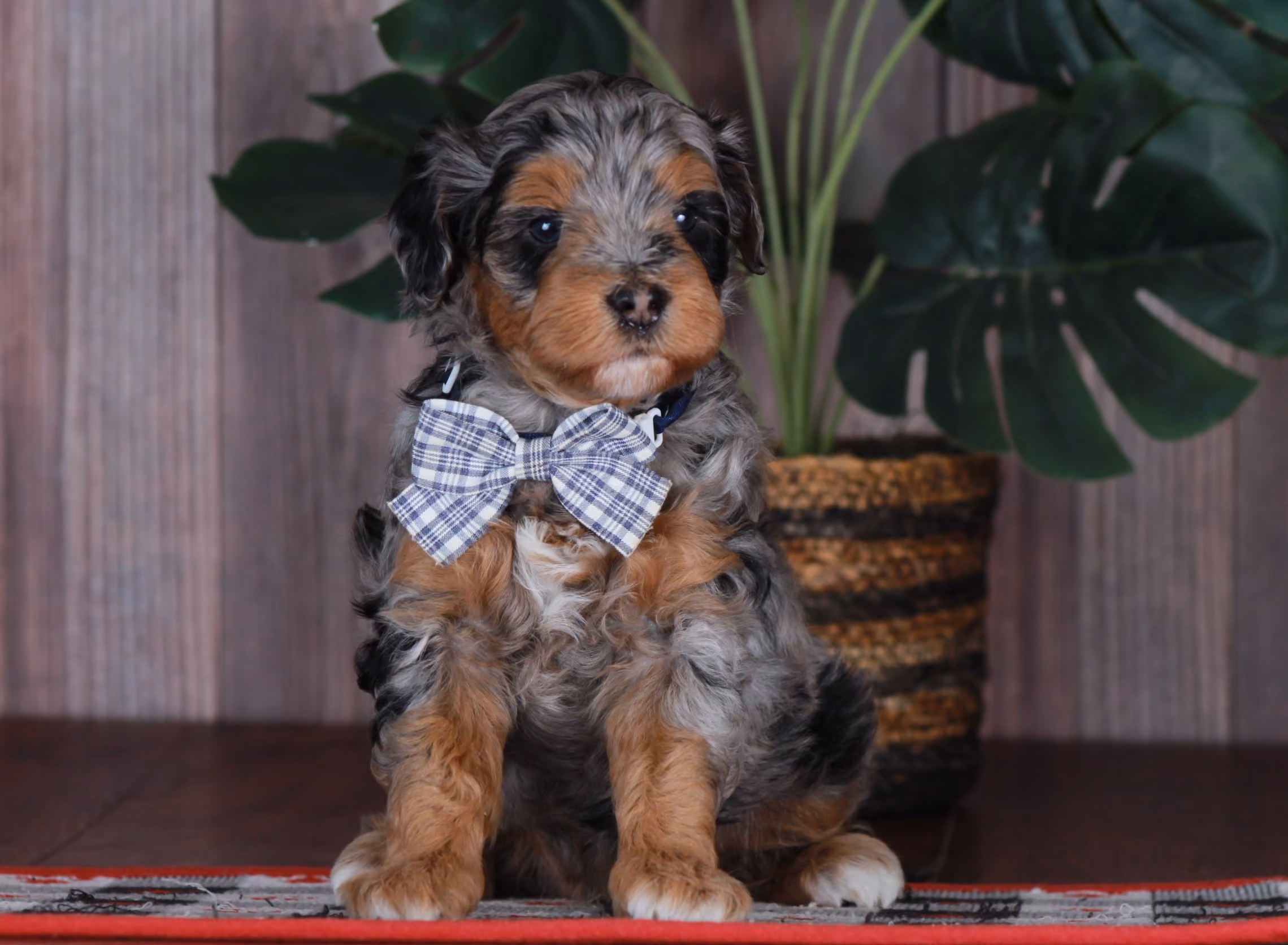 Previous puppy, Spring 2026