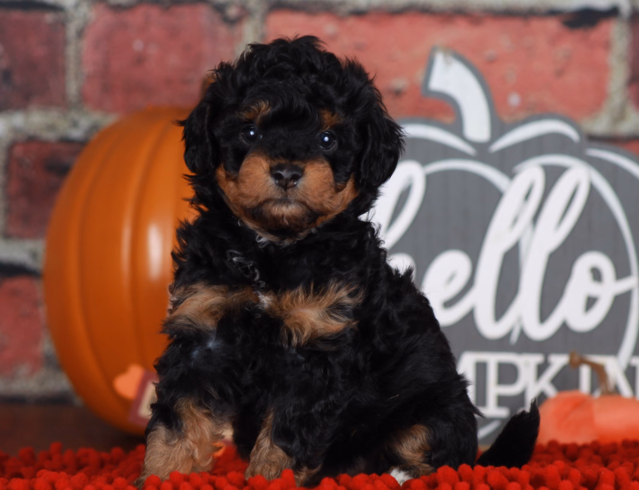 Previous puppy, Fall 2025