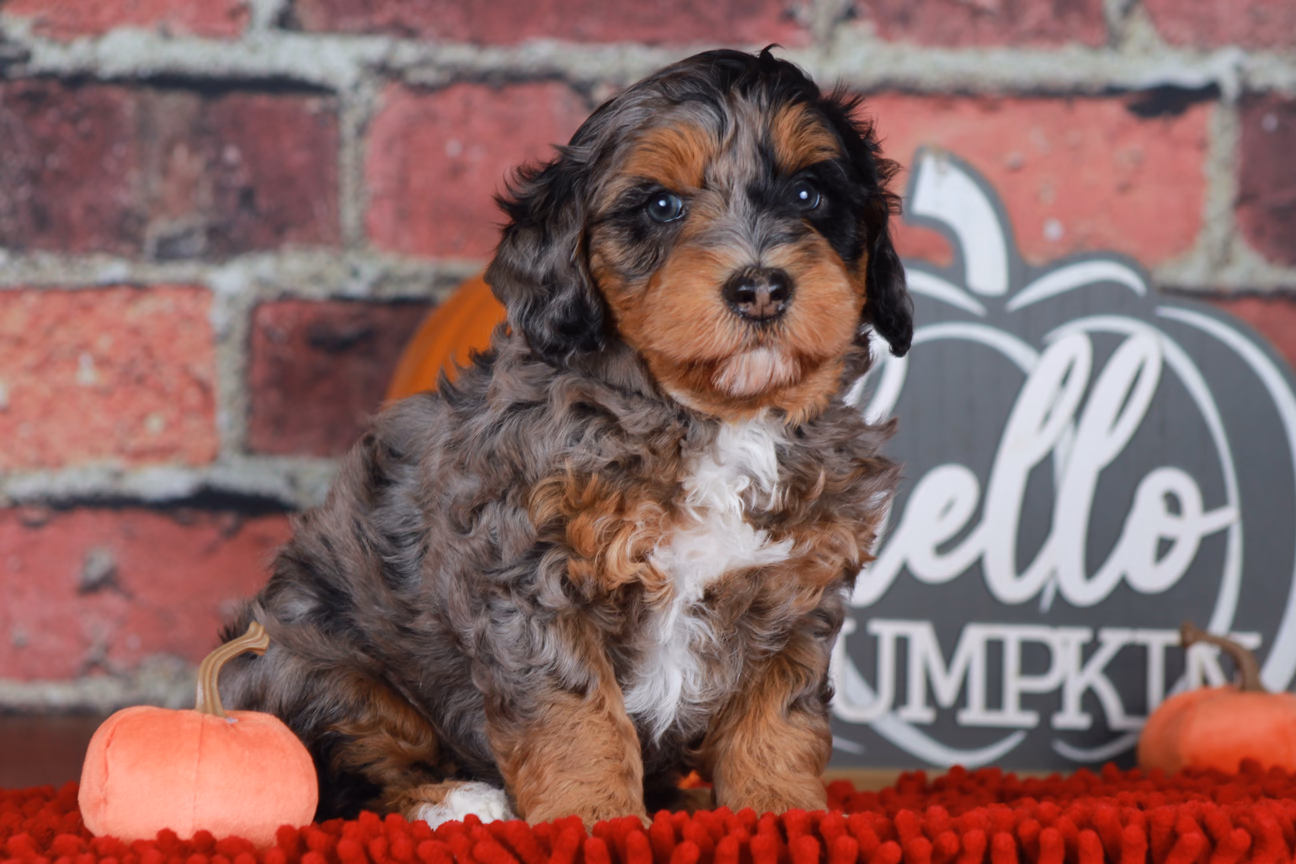 Previous puppy, Fall 2025