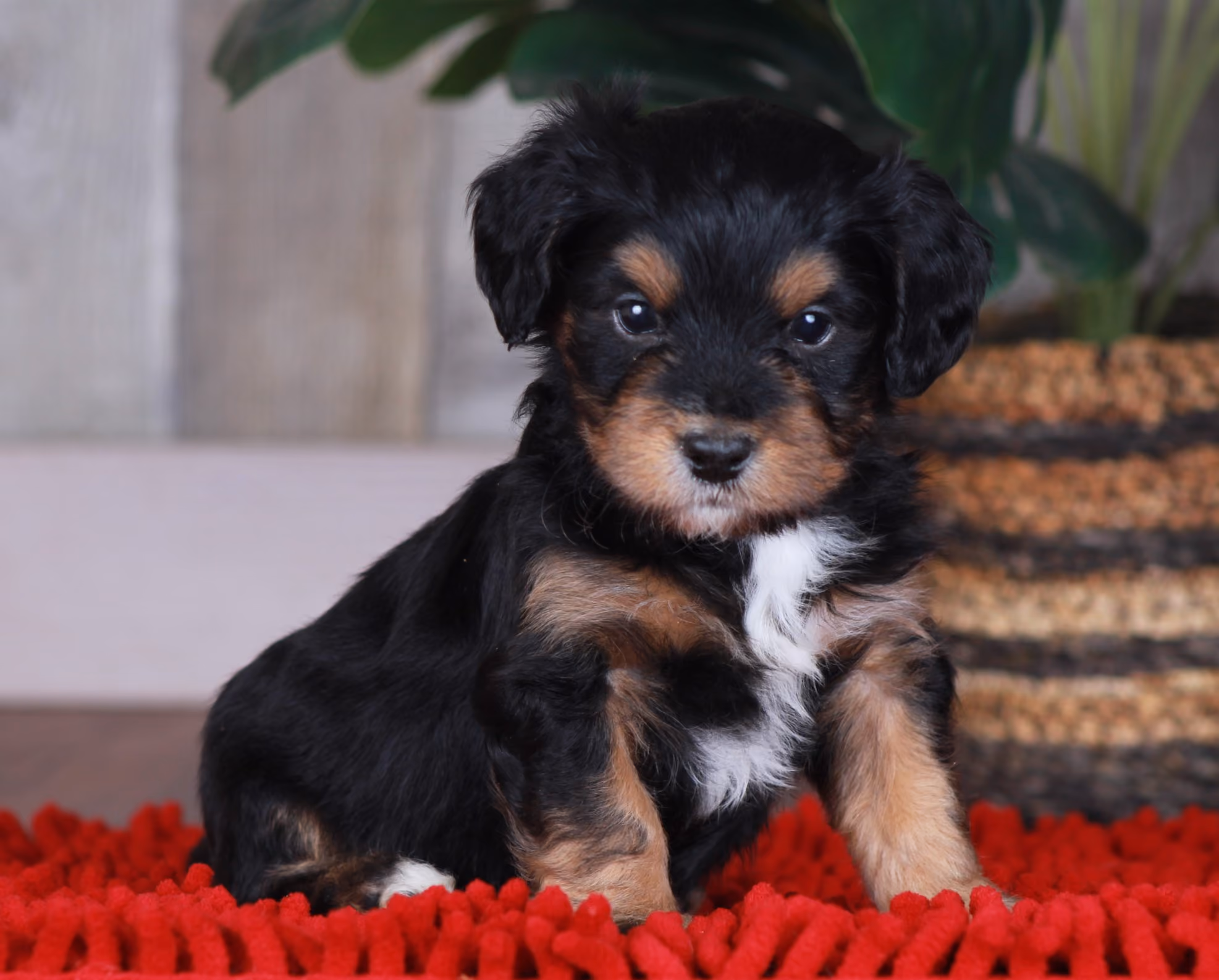 Previous puppy, Winter 2023
