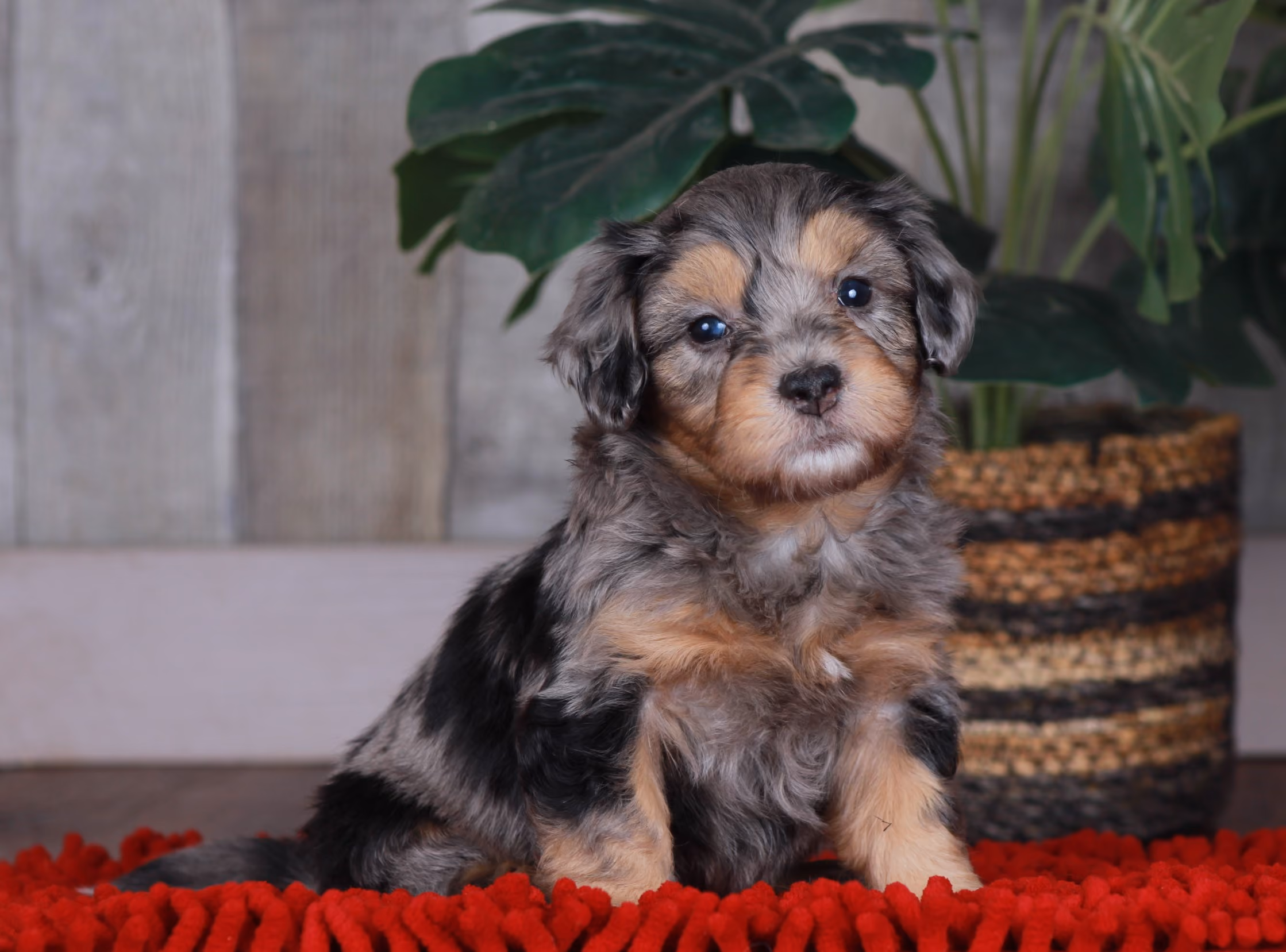 Previous puppy, Winter 2023
