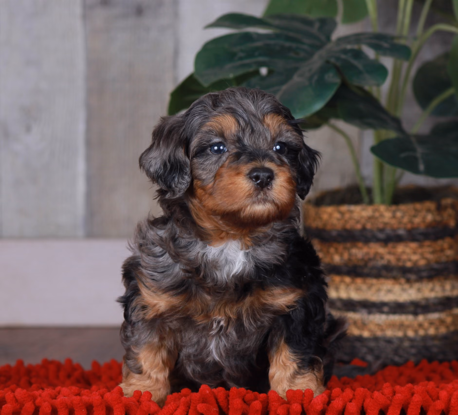 Previous puppy, Winter 2023