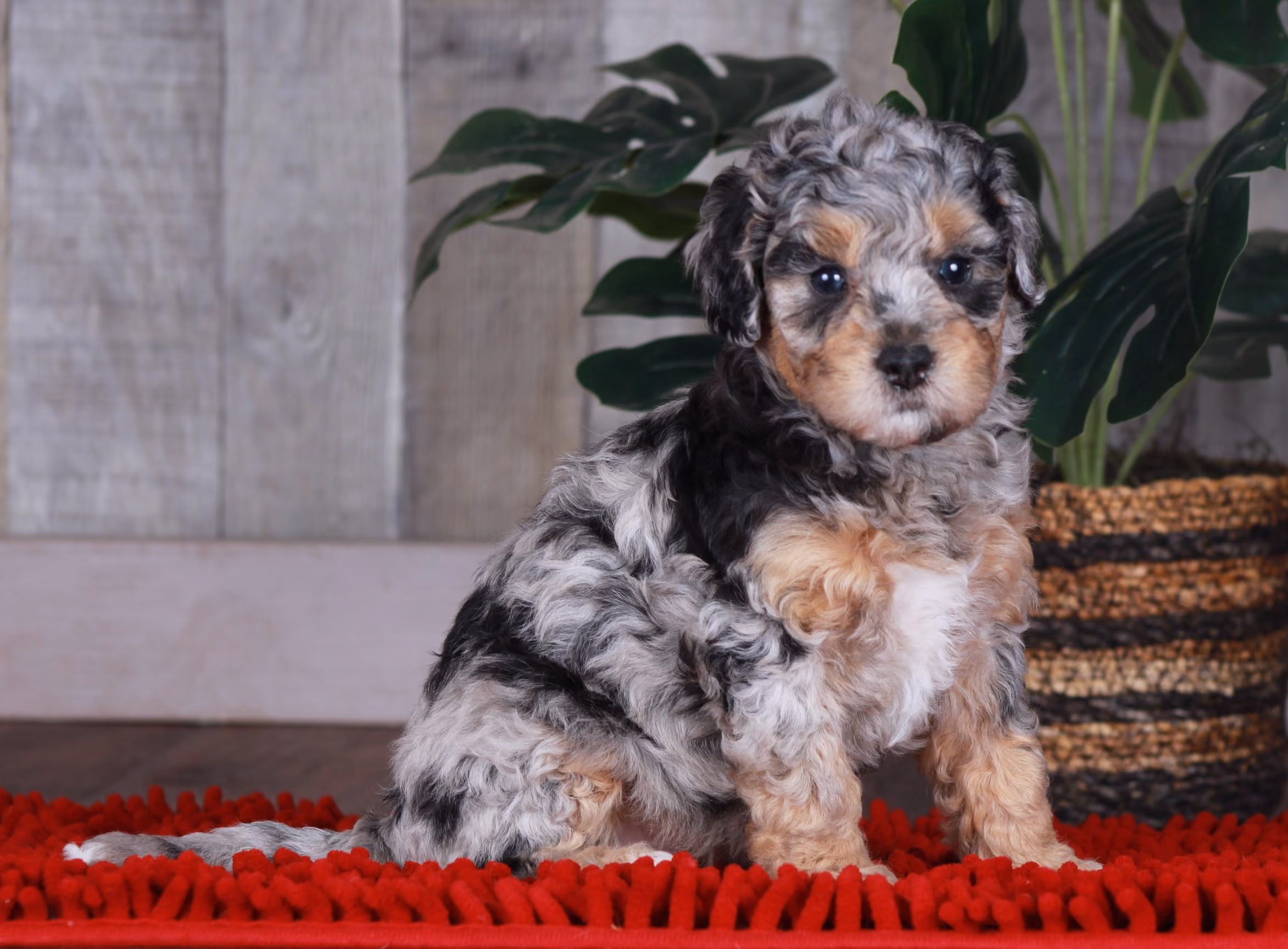 Previous puppy, Winter 2023