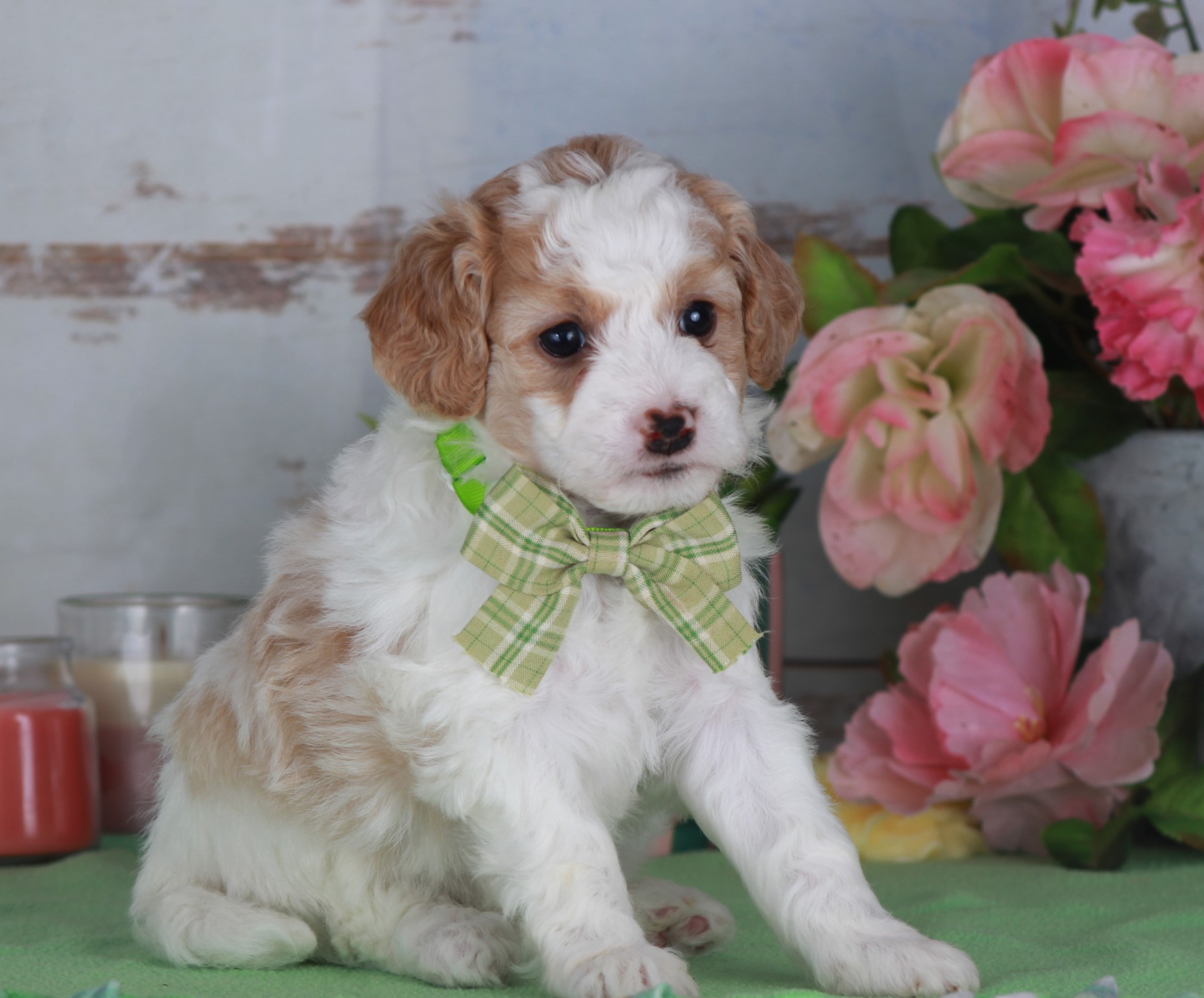 Cappuccino ("Cappy")
