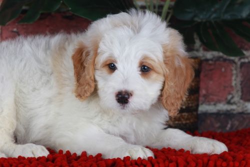 Charlie