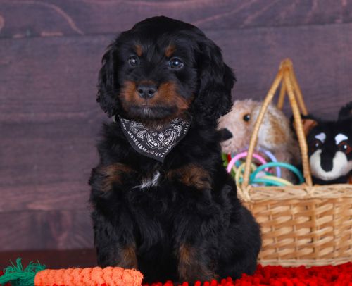 Previous puppy, Rebel