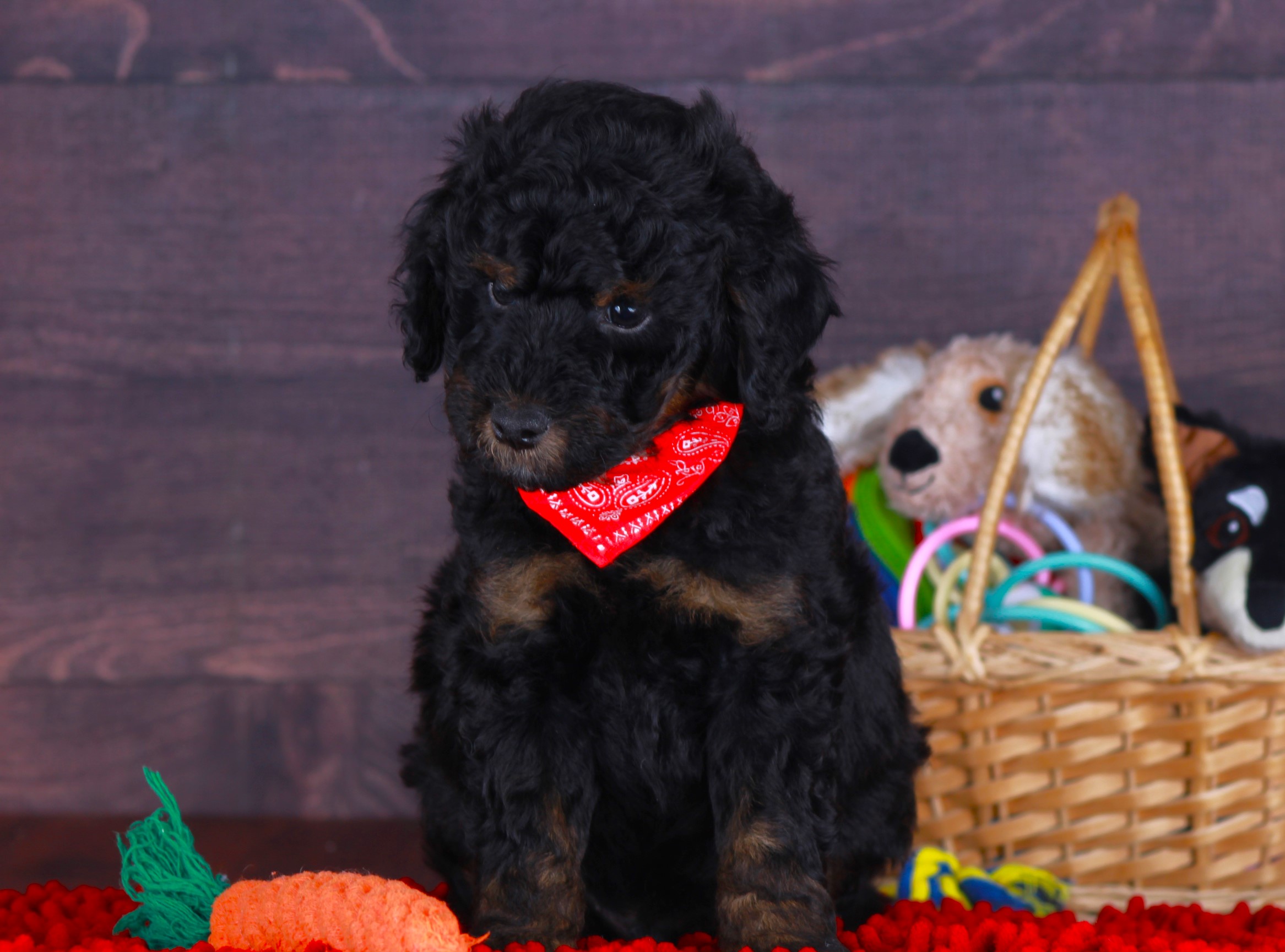 Previous puppy, Freedom