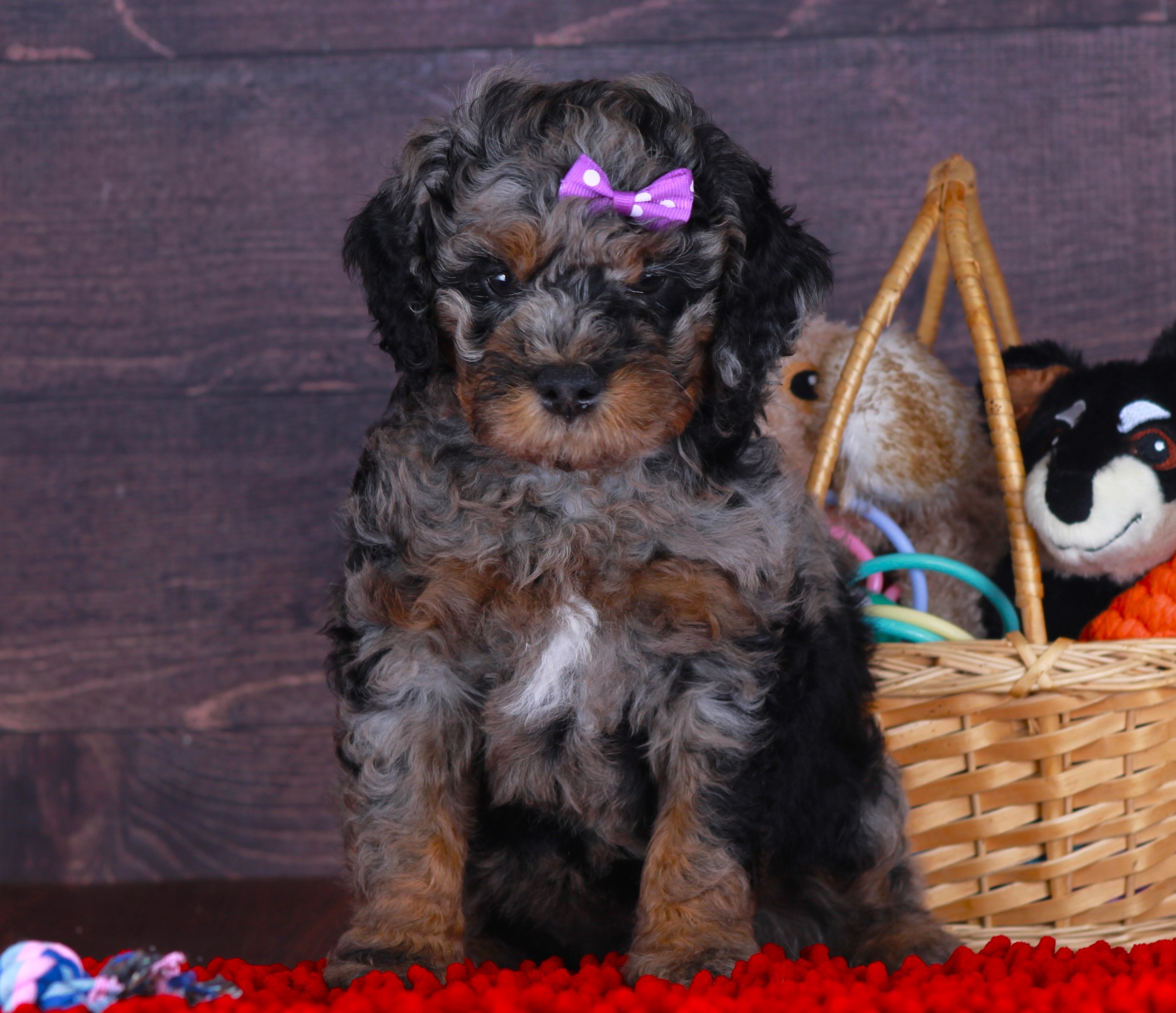 Previous puppy, Liberty