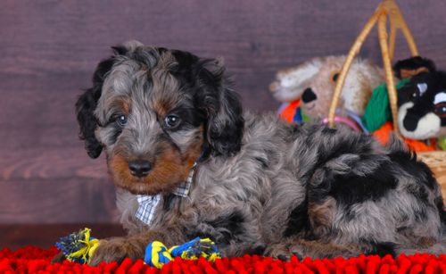 Previous puppy, Rocket