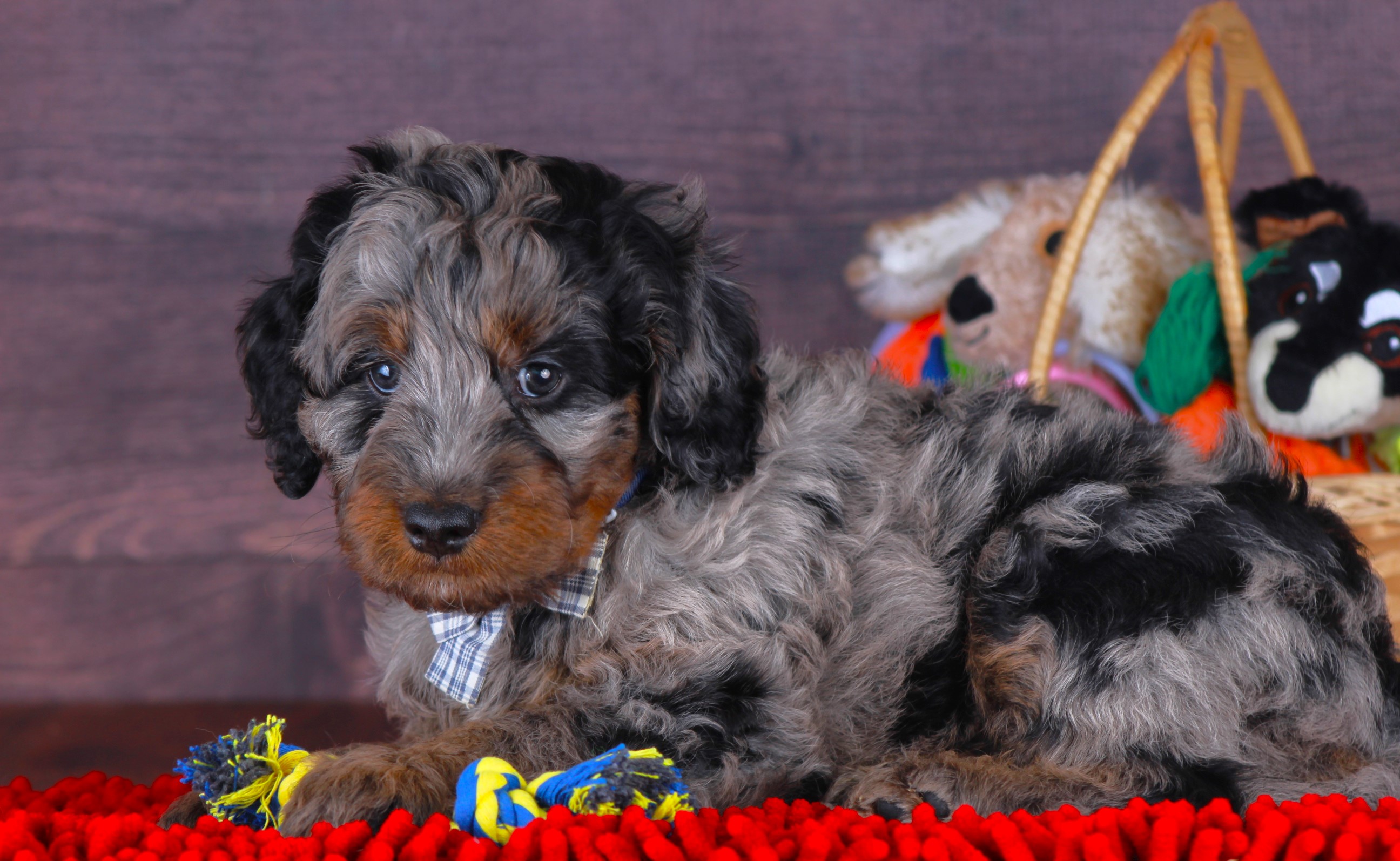 Previous puppy, Rocket