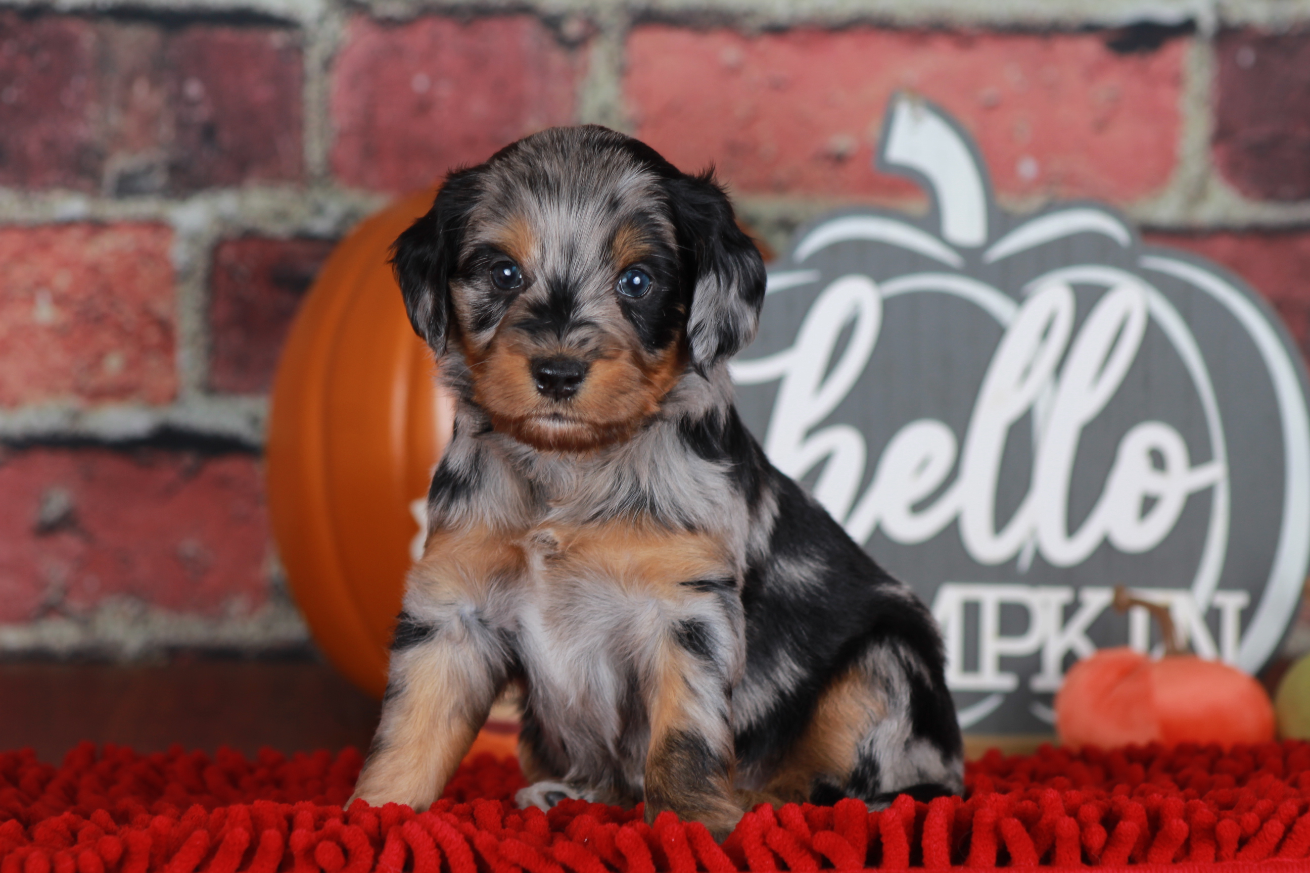 Previous puppy, Crescendo