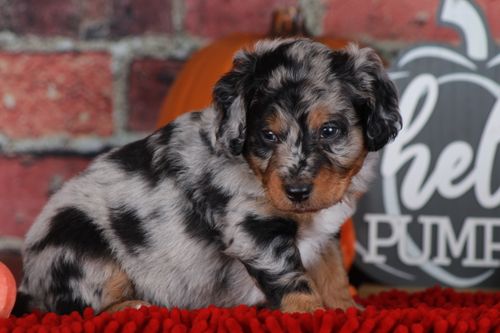 Previous puppy, Chorus
