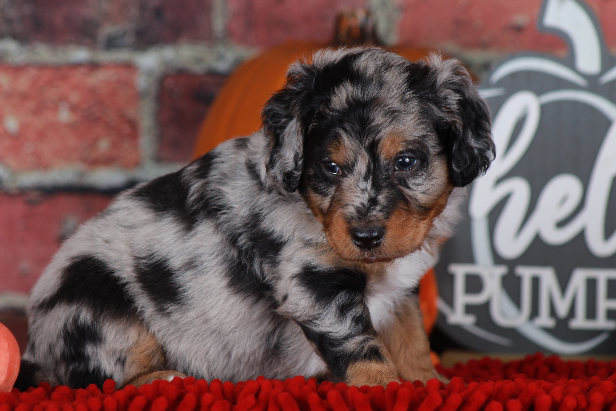 Previous puppy, Chorus