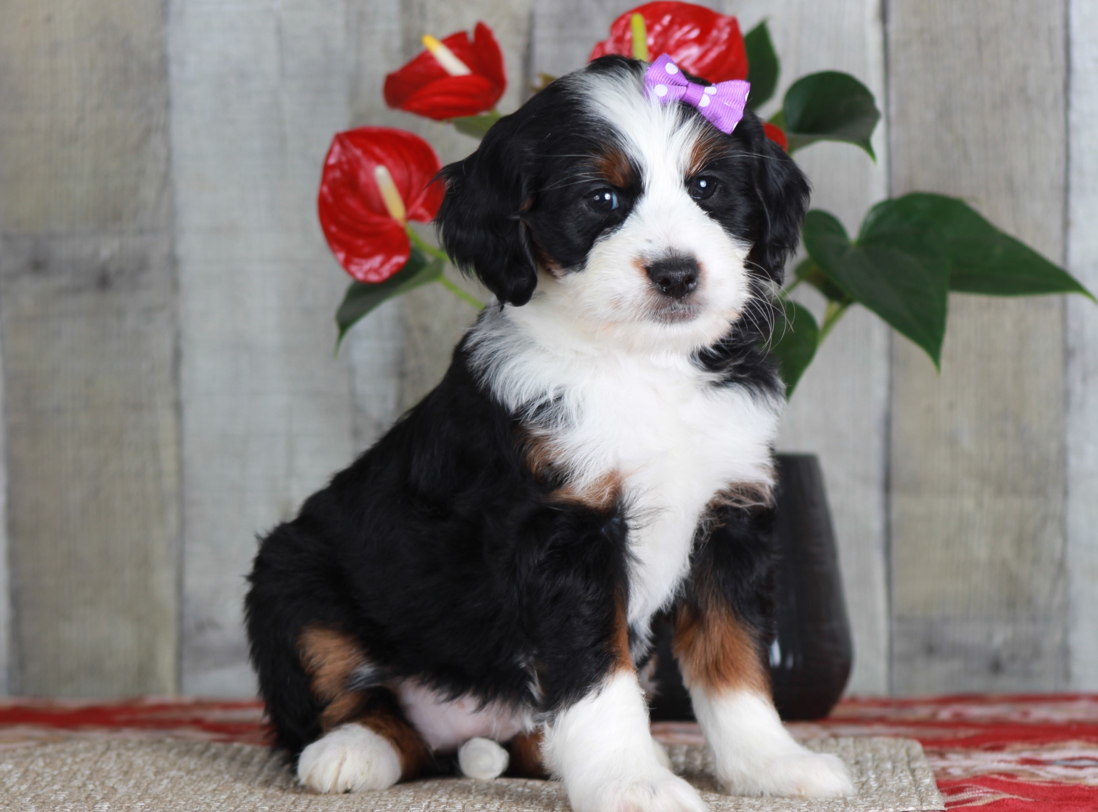 Previous puppy, Patience