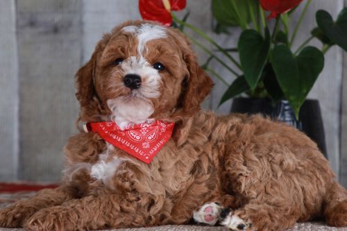 Previous puppy, Honor