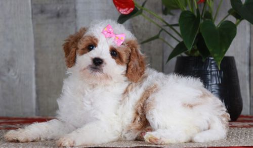 Previous puppy, Favor