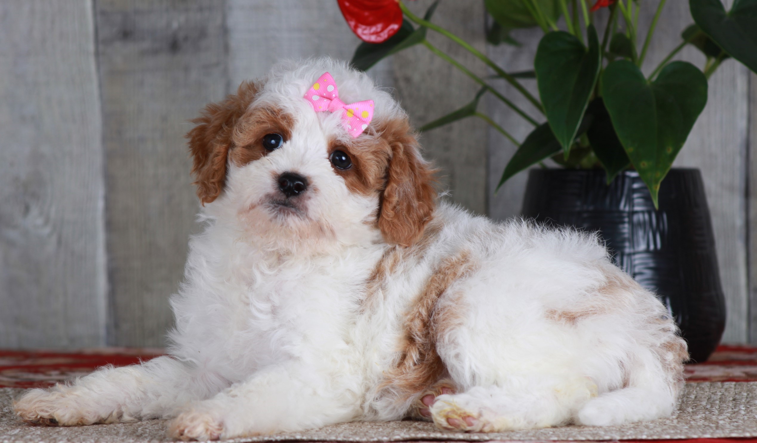 Previous puppy, Favor