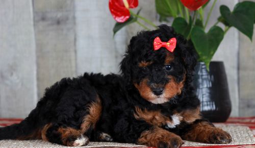 Previous puppy, Joy