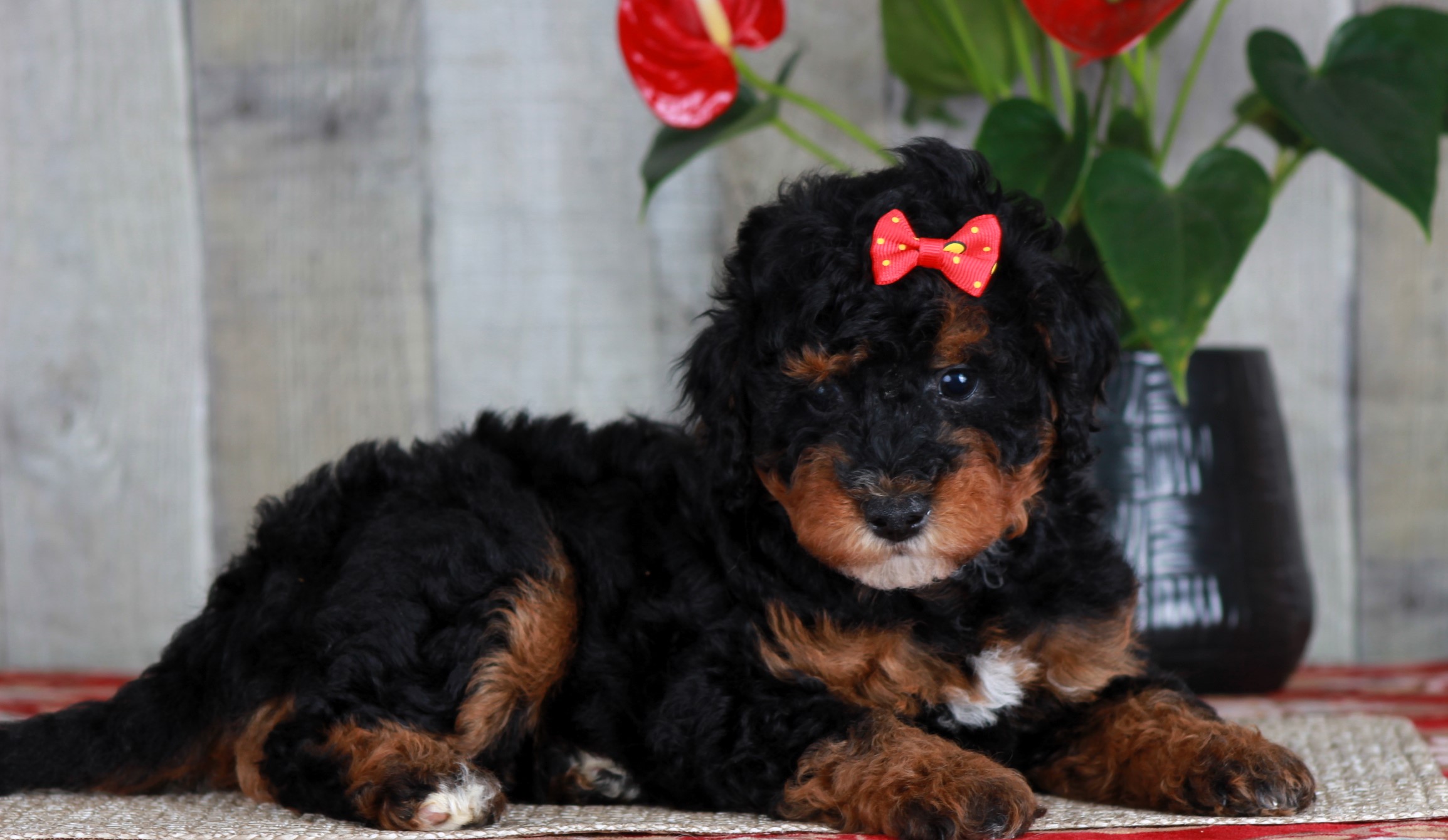 Previous puppy, Joy