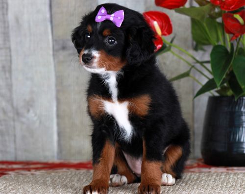 Previous puppy, Hope (unfurnished)