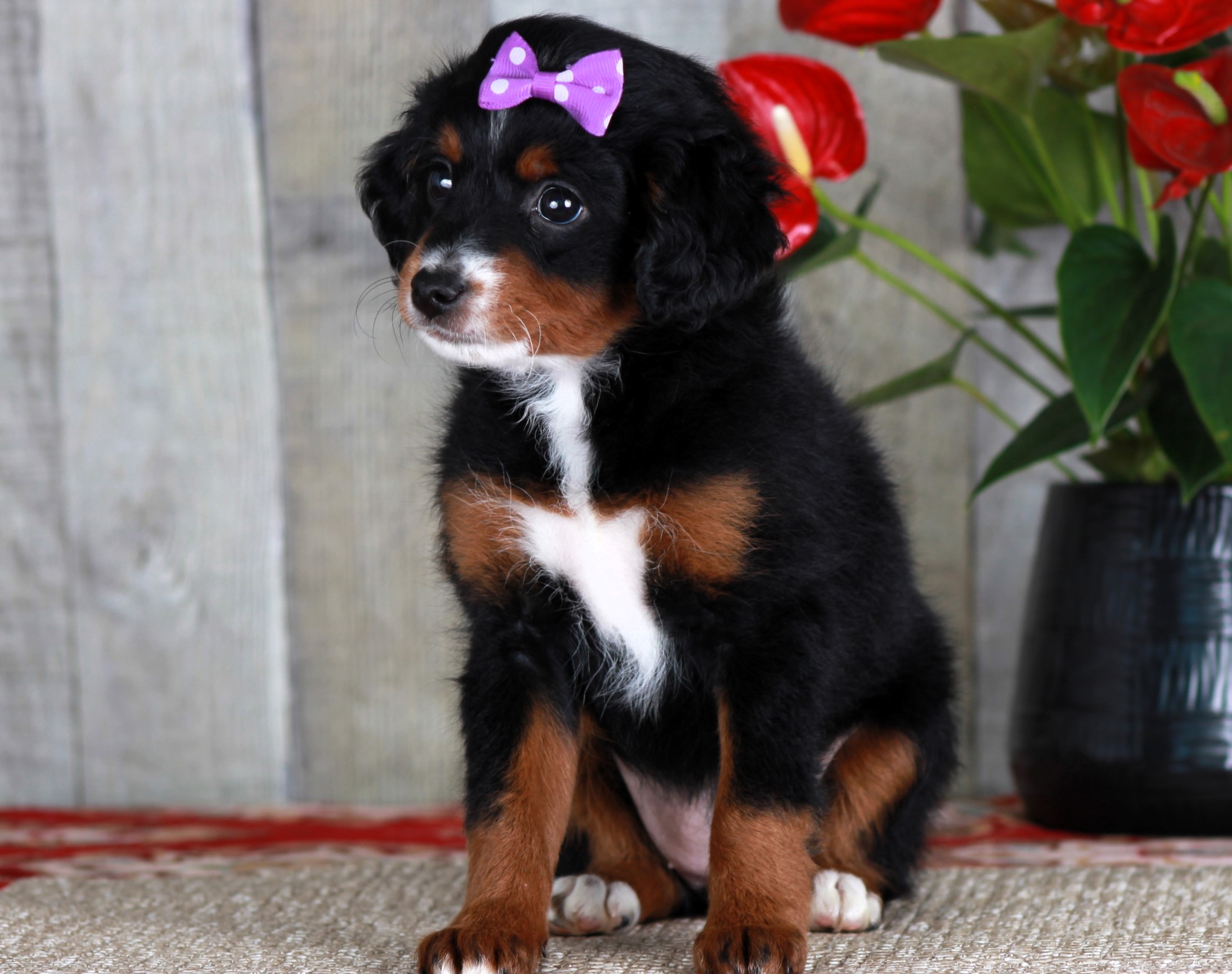 Previous puppy, Hope (unfurnished)