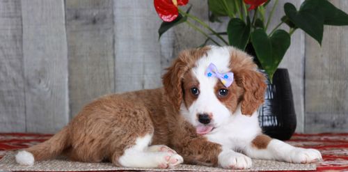 Previous puppy, Promise