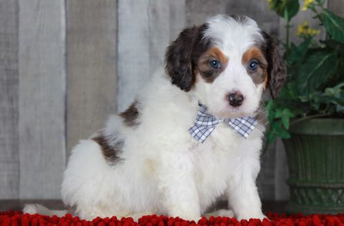 Previous puppy, Chandler