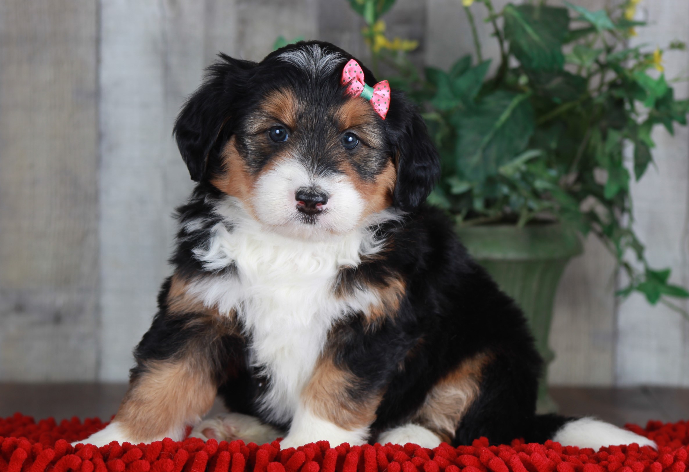 Previous puppy, Charlotte