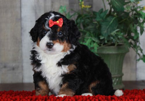 Previous puppy, Cherise