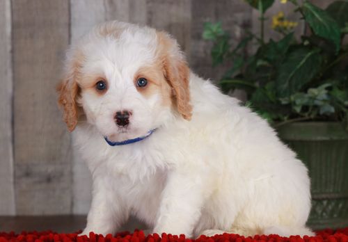 Previous puppy, Charlie