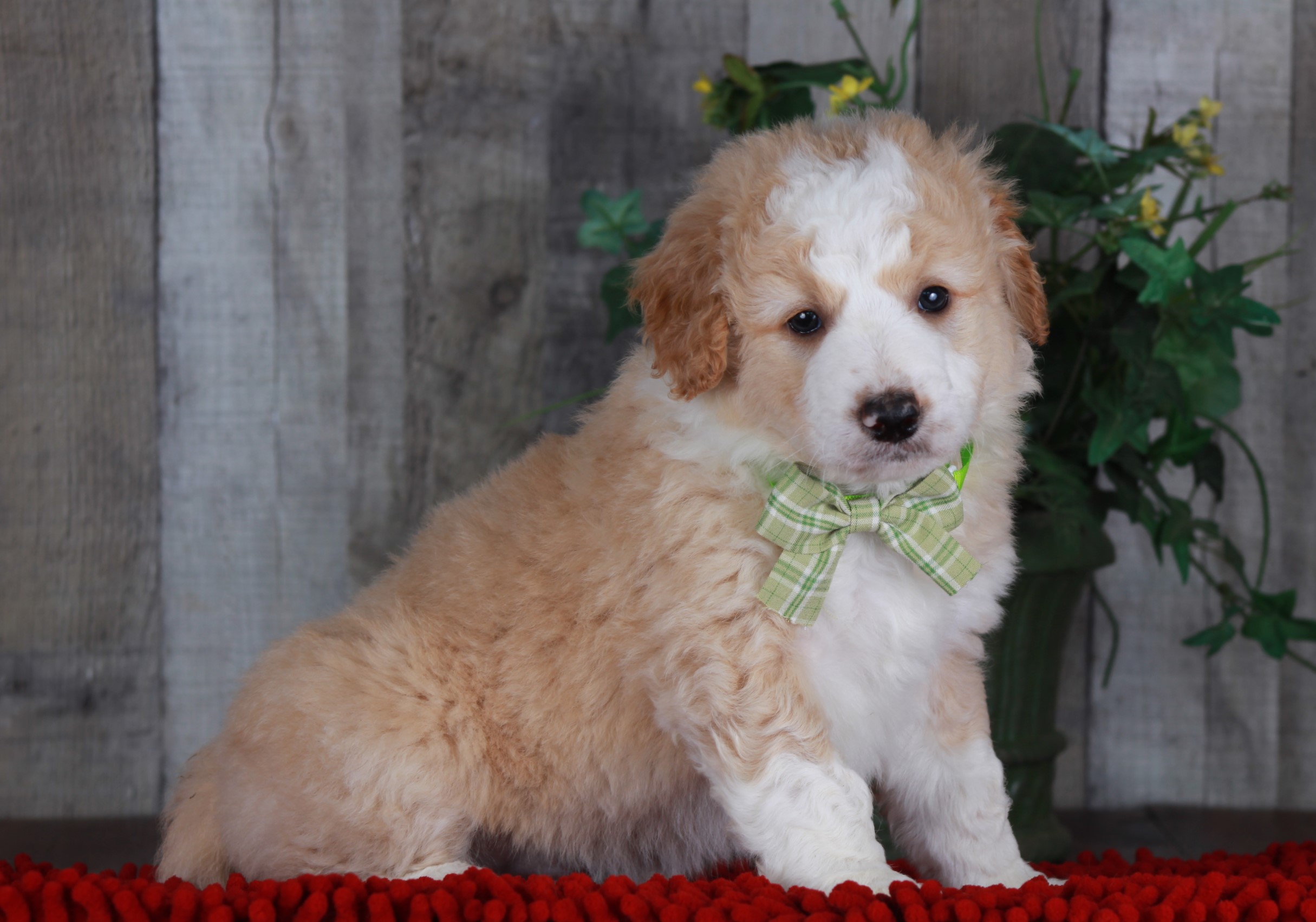 Previous puppy, Chad (unfurnished)