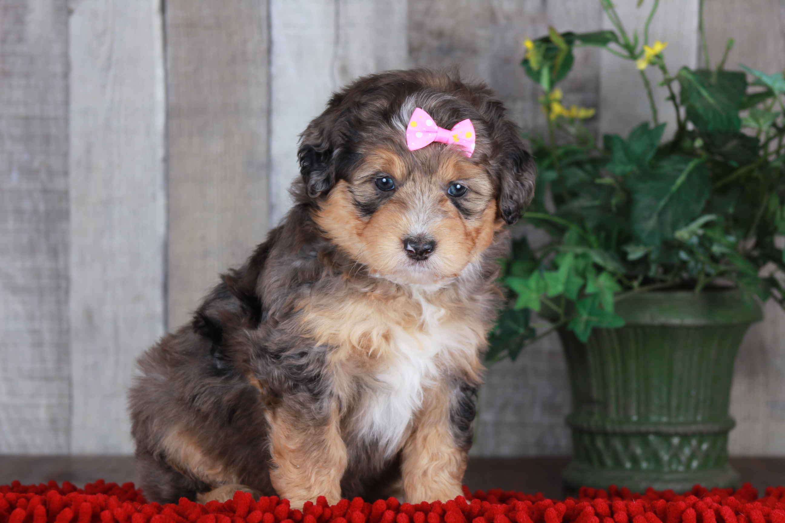 Prevous puppy, Cheryl