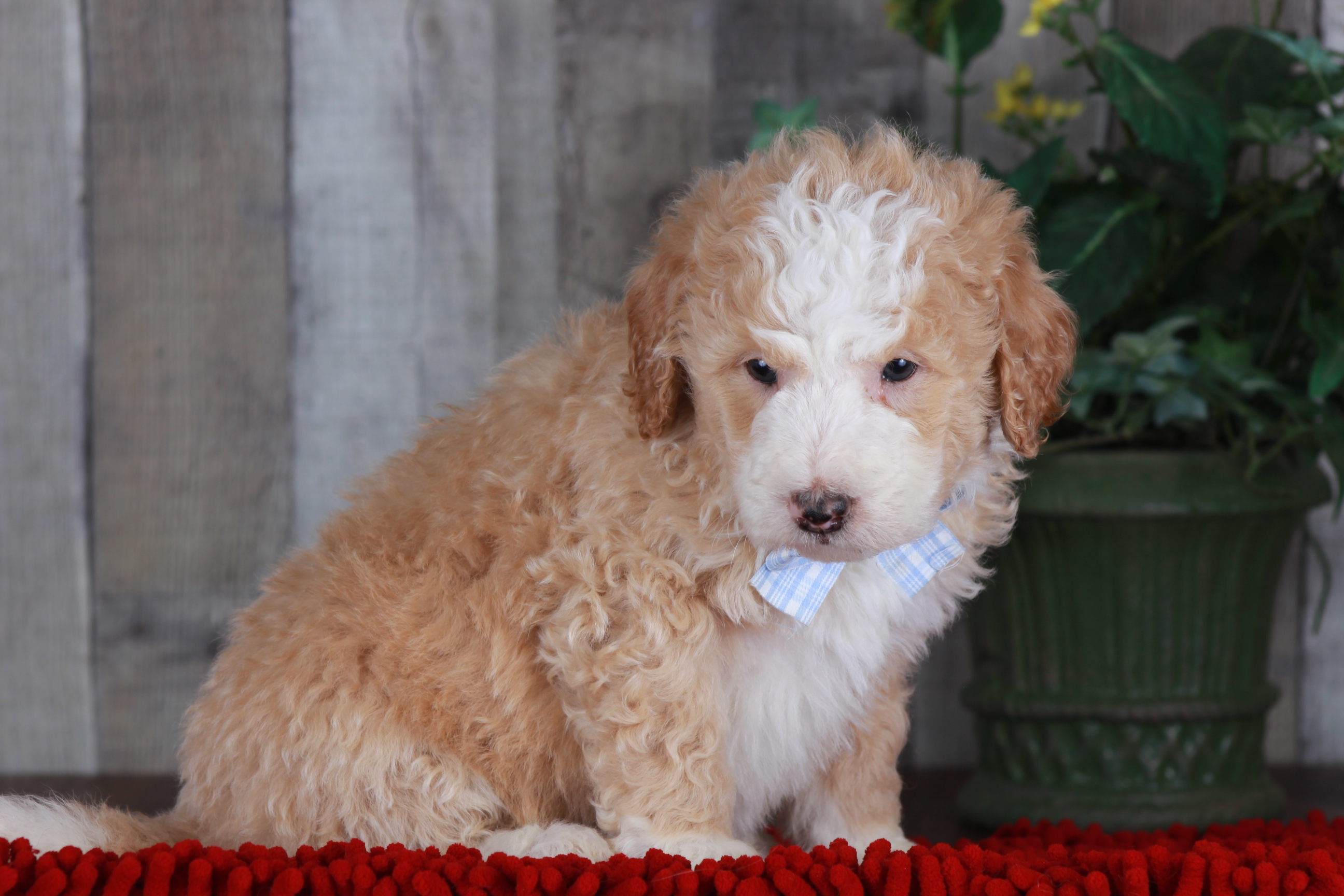 Previous puppy, Chase