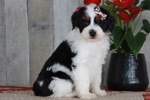 Previous puppy, Faith