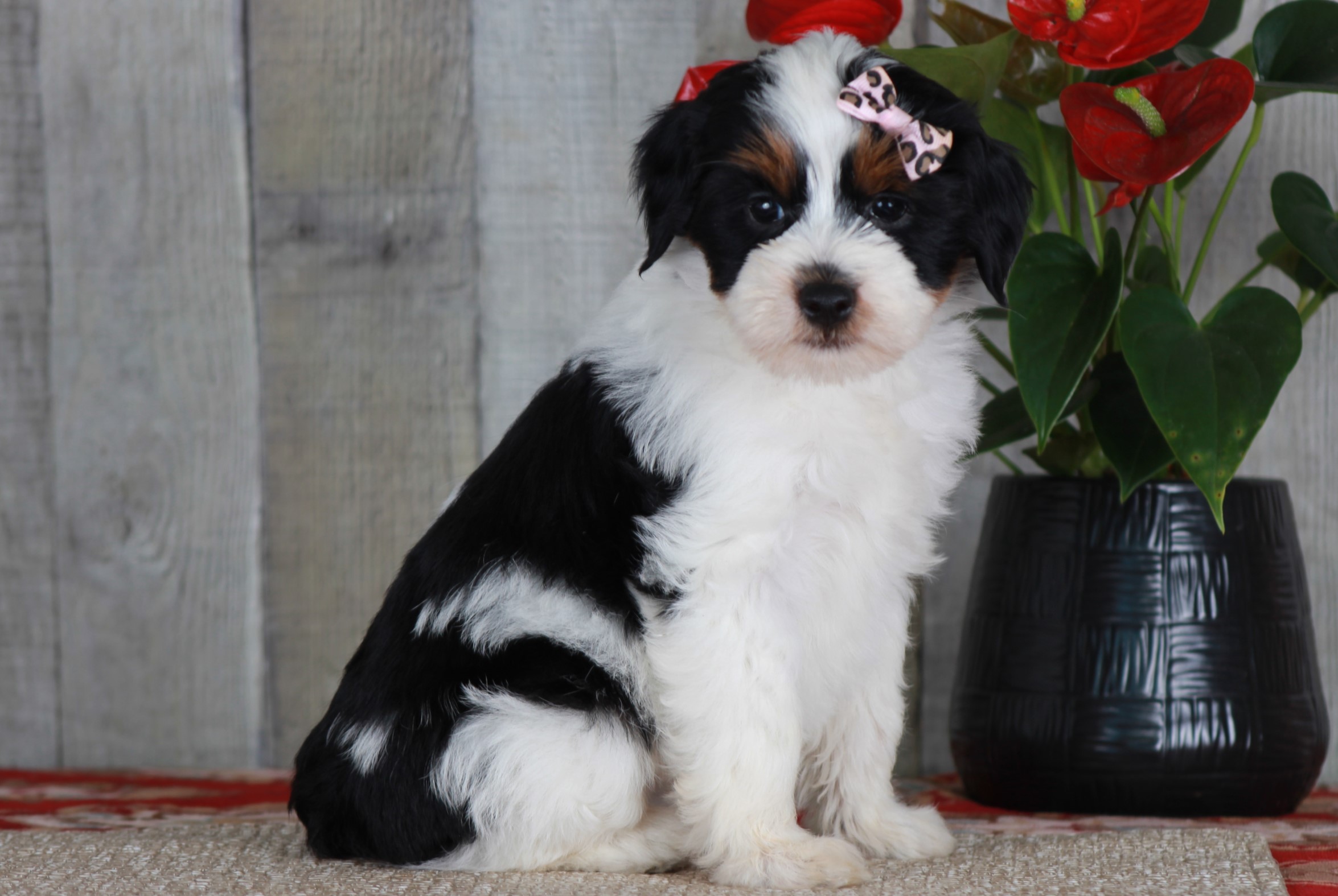 Previous puppy, Faith