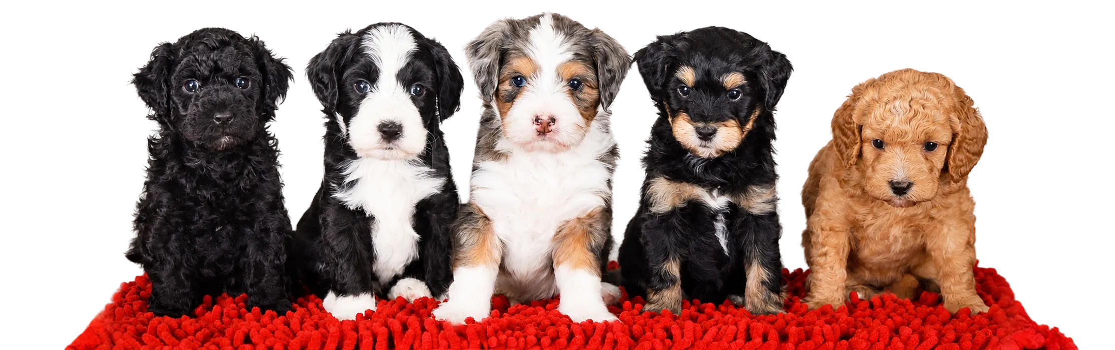 Five puppies with different fur colors sitting in a row on a red rug.