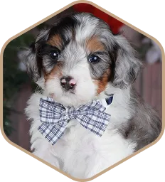 A fluffy white and gray puppy wearing a plaid bow tie sits indoors near festive holiday decorations.