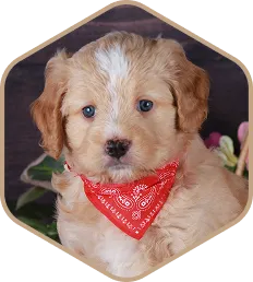 A fluffy tan puppy wearing a red bandana.