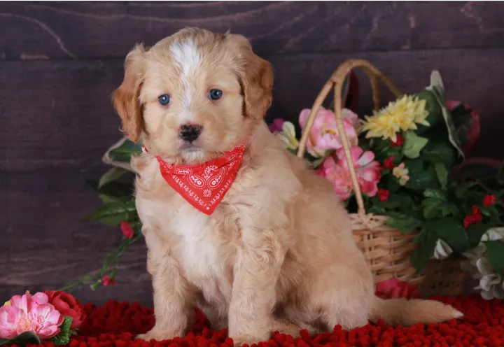 A fluffy tan puppy wearing a red bandana.