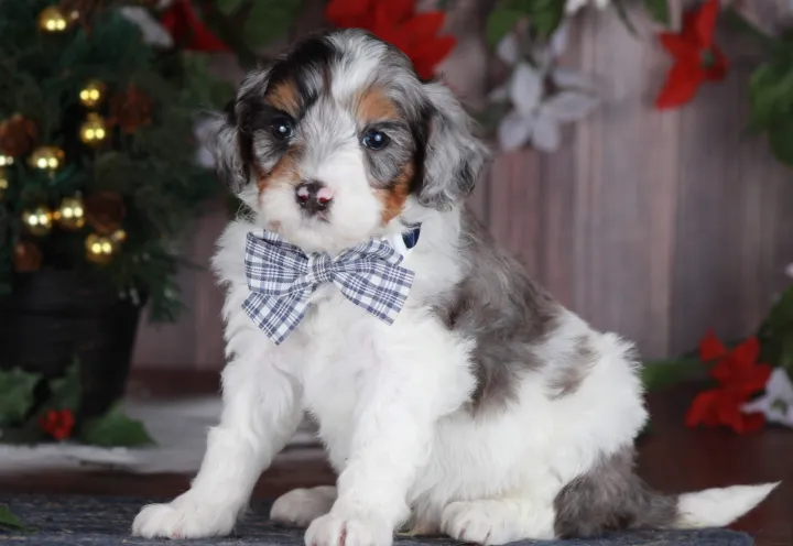 A fluffy white and gray puppy wearing a plaid bow tie sits indoors near festive holiday decorations.