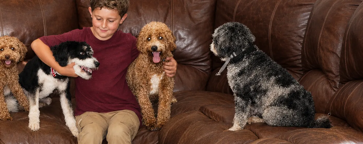 A boy in a maroon shirt sits on a brown leather couch with three dogs, two beside him and one facing them from the other side of the couch.