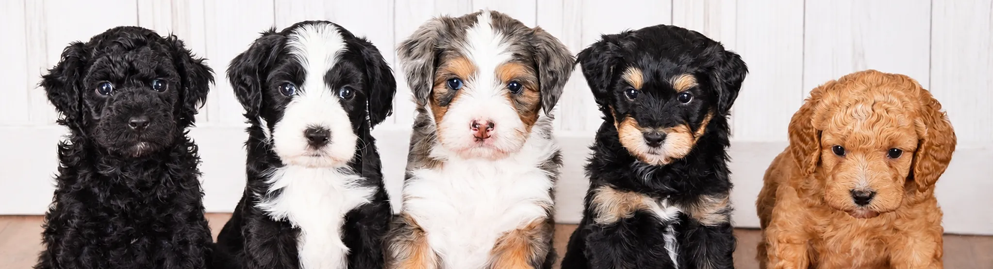 Five puppies of different colors sit in a row on a wooden floor in front of a white wall, looking toward the camera.