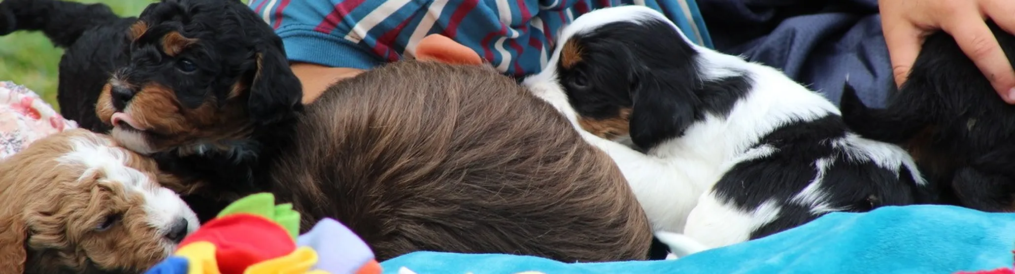 A child lies on a blanket surrounded by several puppies, some playing and nuzzling closeby.