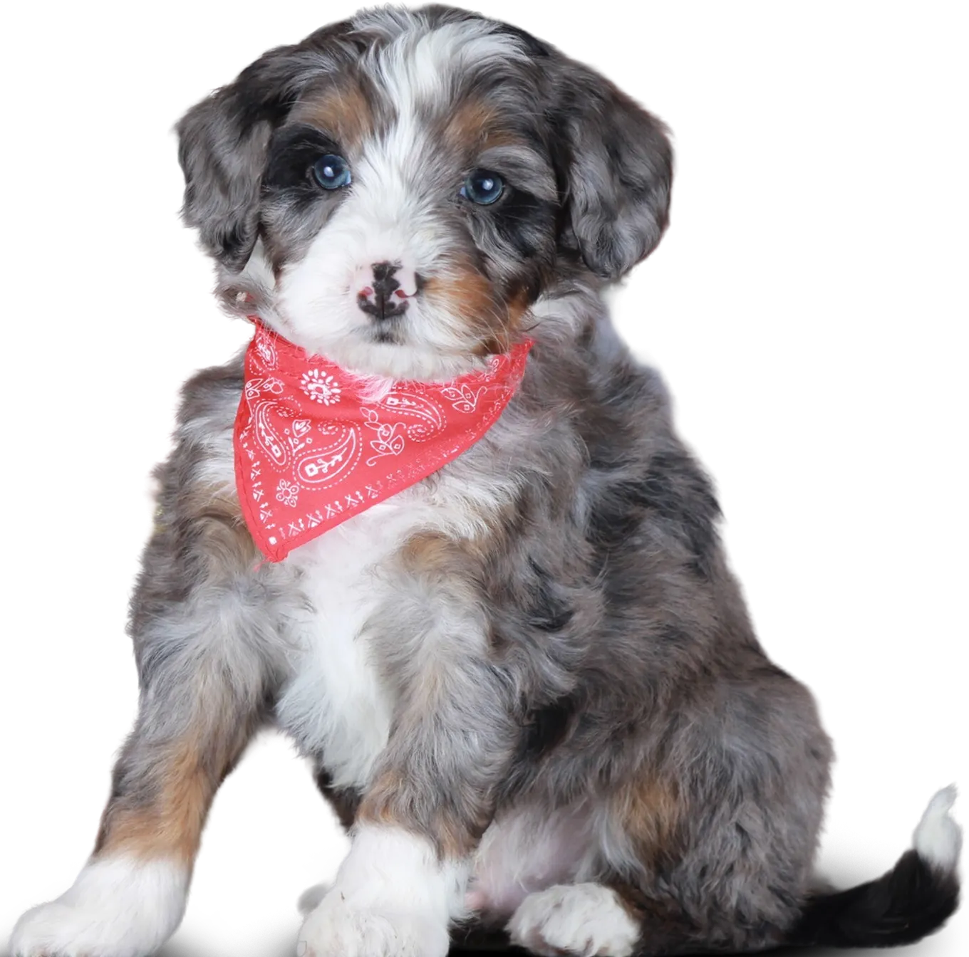 Fluffy tricolor Aussie Mountain Doodle puppy with blue eyes sitting wearing a red bandana.