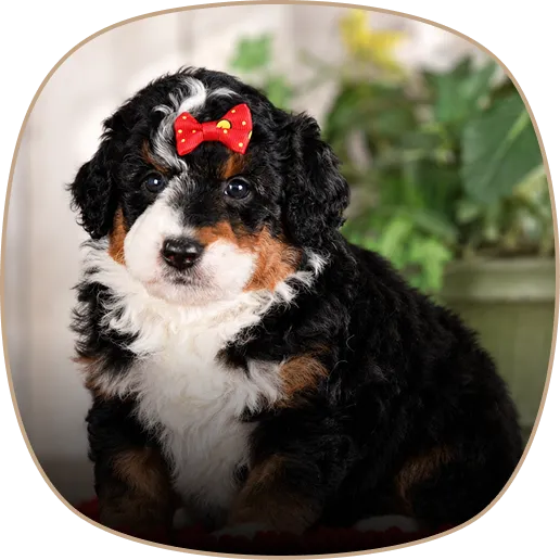 Fluffy black, white, and brown puppy with a red bow on its head sits indoors.