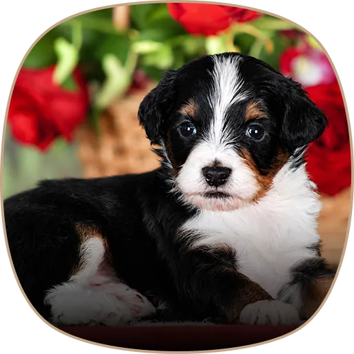 A black, white, and brownaussie mountain doodle puppy sits in front of blurred red flowers