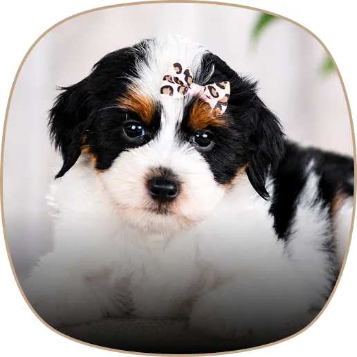 Small black, white, and brown puppy with a leopard-print bow on its head, lying down and looking at the camera.